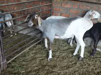 Cừu đực, Hissar sheep — ảnh 3