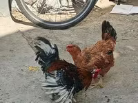 Chickens — 3 зураг