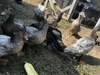 Ducks — Foto 1