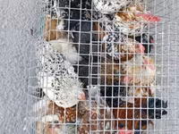Chickens — foto 1