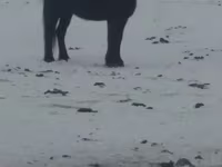 مادیان, Kazakh horse — عکس 1