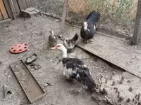Ducks — foto 3