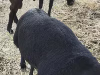 مینڈھا, Hissar sheep — تصویر 2