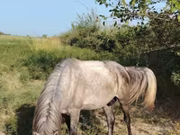 Kůň, Koně — foto 4