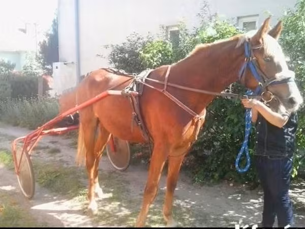 Eladó sulky!