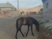 Cavalo, Cavalos — foto 2