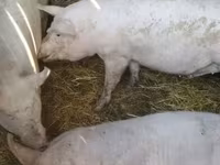 Гахай (бүлэг, хүйс заагаагүй), Крупная белая — 5 зураг