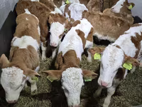 Bik, Simmental cattle — fotografija 3