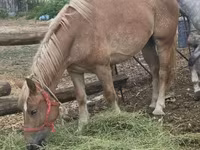 Hoppe, Heste — foto 5