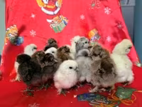 Silkie — foto 5