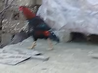 Chickens — รูปภาพ 2