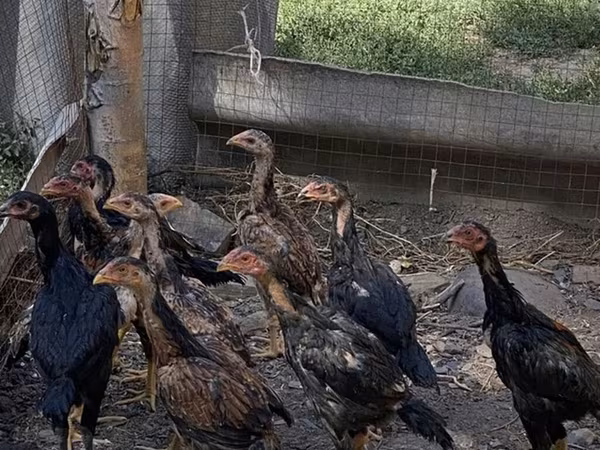 Chickens