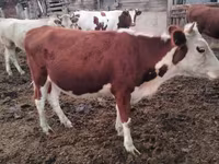 Krava, Swiss cattle — foto 2