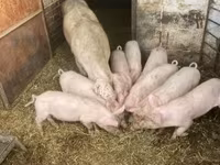 Świnie (partia, płeć nieokreślona), Дюрок — zdjęcie 3