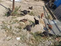Chickens — foto 3