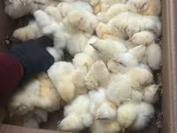 Chickens — zdjęcie 3