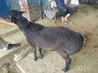 قوچ, گوسفند — عکس 5