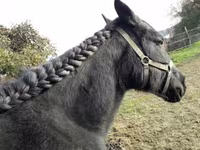 母马, Horses — 照片 3