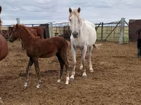 암말, Horse breed — 사진 1