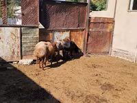 Vædder, Rhon sheep — foto 6