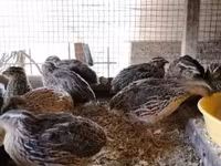 Quails — الصورة 3