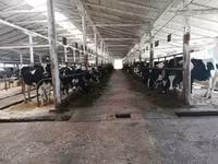 गाय, Swiss cattle — फ़ोटो 3