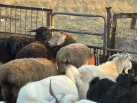 Schaf, Edilbay sheep — Foto 6