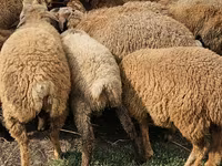 Får (parti, køn ikke angivet), Karabakh sheep — foto 2