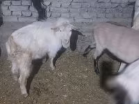Արու այծ, Saanen goat — լուսանկար 1