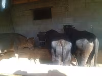 황소, Swiss cattle — 사진 4