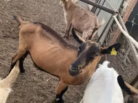 Koza, Alpine goat — zdjęcie 3