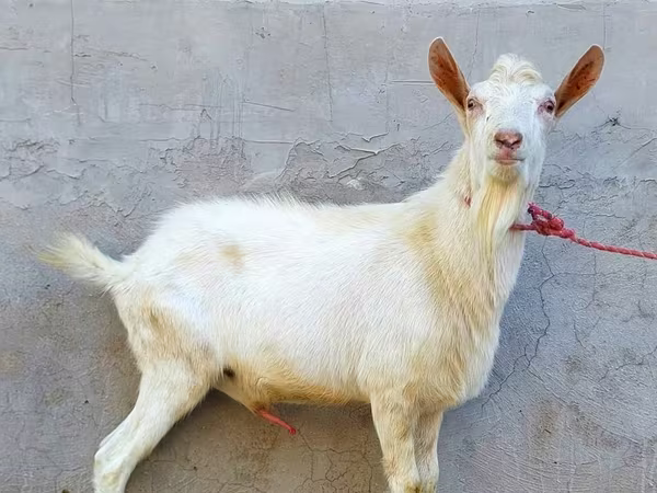 Kozioł, Dutch Landrace goats