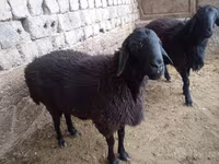 Beran, Rhon sheep — foto 3