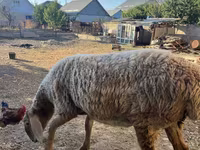 Ovce, Arashan sheep — foto 7