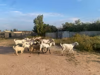 Ziege, Beetal goats — Foto 3