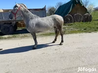 Kuda betina, Horses — foto 2