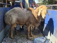 Kambing jantan, Hissar sheep — foto 5