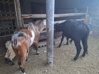 Keçi, Nubian Goat — foto 1