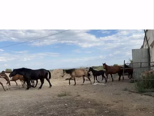 Klisna, Horse breed