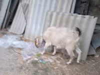 Dê cái, Saanen goat — ảnh 1