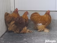 Pekin-Zwerg — Foto 4
