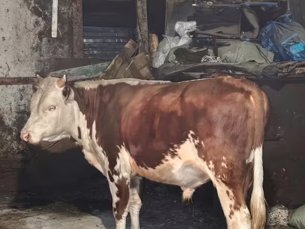 Krava, Simmental cattle
