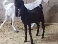 Ged, Kamori goats — foto 4
