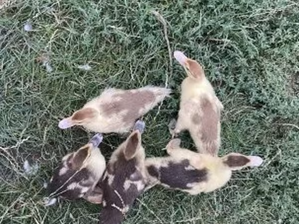 Ducks