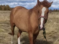Kuda betina, Horses — foto 3