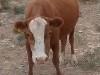 Krava, Latvian Blue cattle — foto 3
