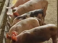 Babi betina, Pigs — foto 2