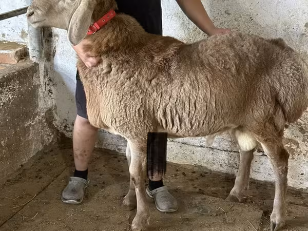 Widder, Arashan sheep