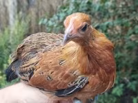 Chickens — الصورة 4