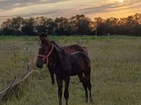 Faras, Arabian horse — sawirka 1